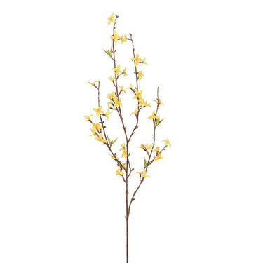 Flowers-Forsythia-Bloomr
