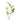 Flowers-Garden Rose-Bloomr
