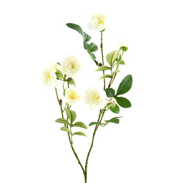 Flowers-Garden Rose-Bloomr