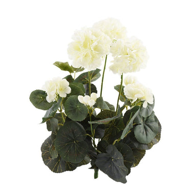 Flowers-Geranium-Bloomr