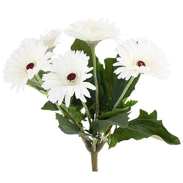 Flowers-Gerbera-Bloomr