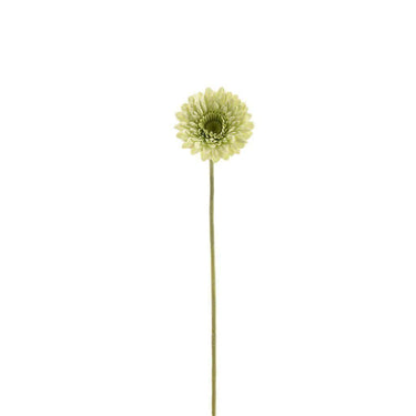 Flowers-Gerbera-Bloomr