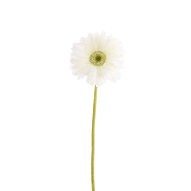 Flowers-Gerbera Daisy-Bloomr