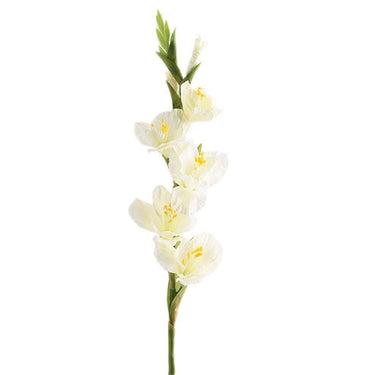 Flowers-Gladiola-Bloomr