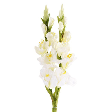 Flowers-Gladiola-Bloomr