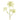 Flowers-Heracleum Spray-Bloomr
