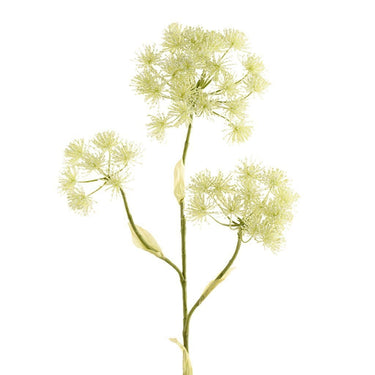 Flowers-Heracleum Spray-Bloomr