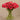 Floral Arrangement-Artificial Ranunculus in Glass Vase-Bloomr