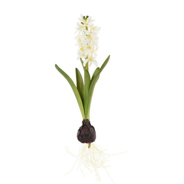 Flowers-Hyacinth with Bulb-Bloomr