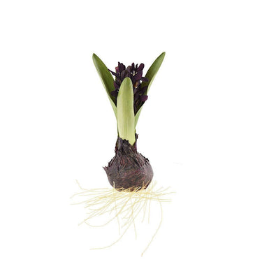 Flowers-Hyacinth with Bulb-Bloomr