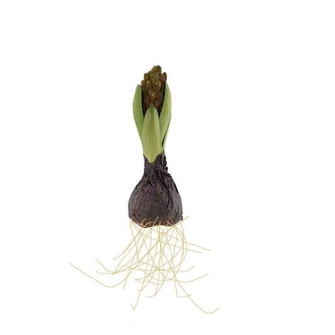 Flowers-Hyacinth with Bulb-Bloomr