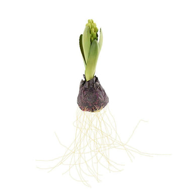 Flowers-Hyacinth with Bulb-Bloomr