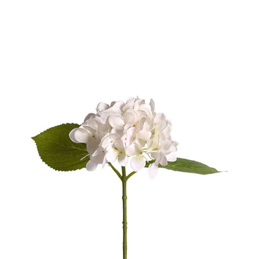 Flowers-Hydrangea-Bloomr
