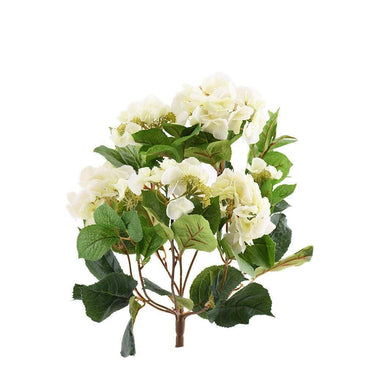 Flowers-Hydrangea-Bloomr