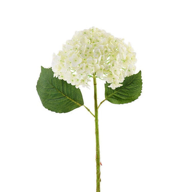 Flowers-Hydrangea-Bloomr