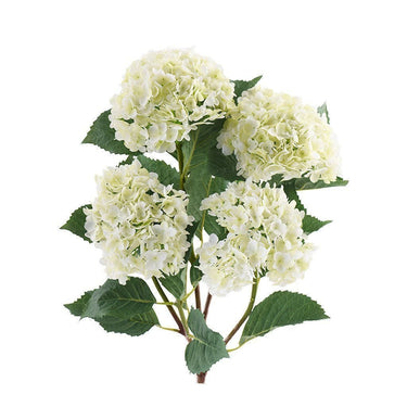 Flowers-Hydrengea-Bloomr