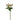 Flowers-Hypericum-Bloomr
