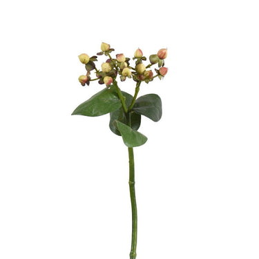 Flowers-Hypericum-Bloomr