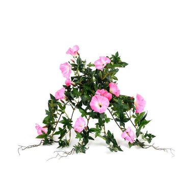 Flowers-Ipomea-Bloomr