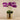 Flowers-Artificial Orchid in Gold Vase-Bloomr