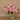 Floral Arrangement-Artificial Ranunculus Arrangement in Glass Vase-Bloomr