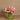 Flowers-Artificial Calla Lilly in Glass Vase-Bloomr