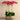 Flowers-Oasis Orchid Arrangement-Bloomr