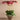 Flowers-Rustic Orchid Arrangement-Bloomr