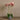 Flowers-Modern Orchid Arrangement-Bloomr