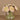 Floral Arrangement-Artificial Ranunculus Arrangement in Glass Vase-Bloomr