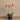 Flowers-Artificial Orchid Arrangement-Bloomr