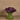 Flowers-Artificial Calla Lilly in Glass Vase-Bloomr