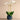 Flowers-Pearl Orchid Arrangement-Bloomr