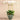 Flowers-Rustic Orchid Arrangement-Bloomr