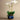 Flowers-Santa Fe Orchid Arrangement-Bloomr