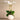 Flowers-Stella Orchid Arrangement-Bloomr