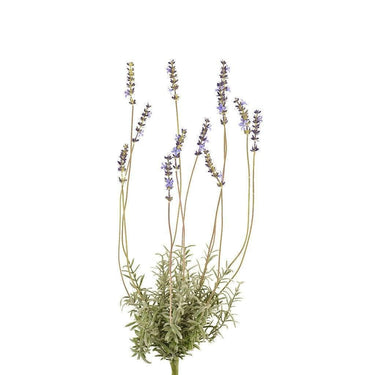 Flowers-Lavender-Bloomr
