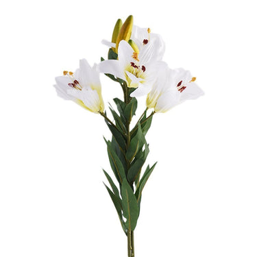 Flowers-Lilly-Bloomr