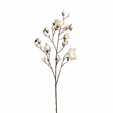 Flowers-Magnolia-Bloomr