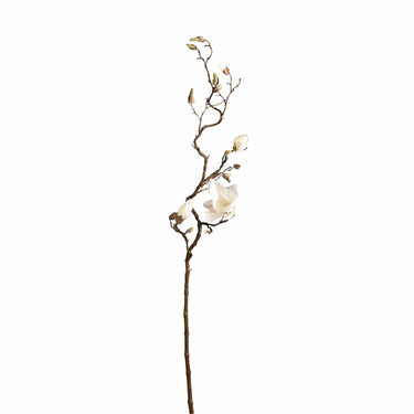 Flowers-Magnolia-Bloomr