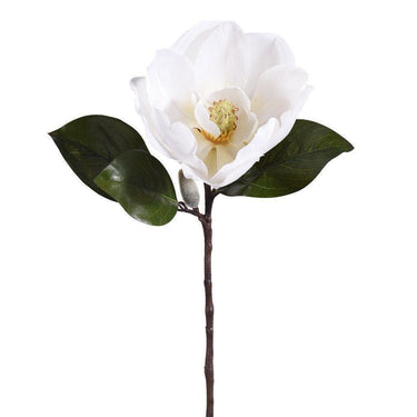 Flowers-Magnolia-Bloomr