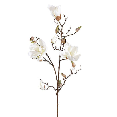 Flowers-Magnolia-Bloomr