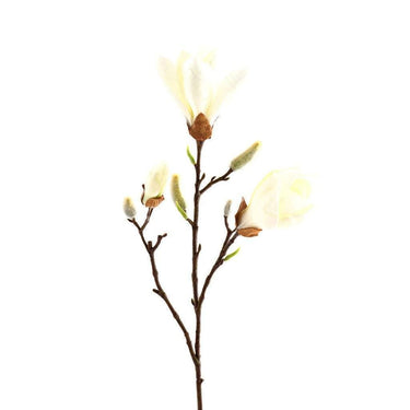 Flowers-Magnolia-Bloomr