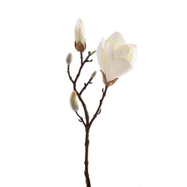 Flowers-Magnolia-Bloomr