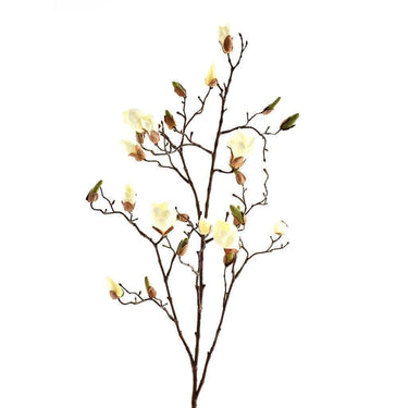 Flowers-Magnolia-Bloomr