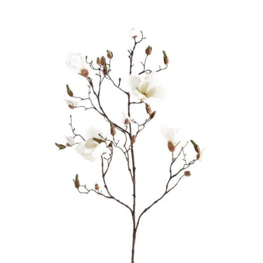 Flowers-Magnolia-Bloomr