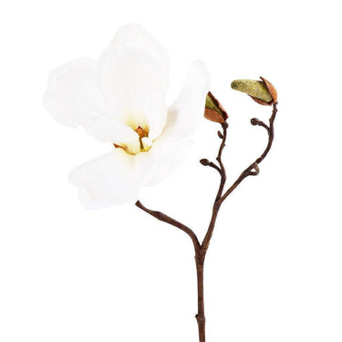 Flowers-Magnolia-Bloomr