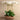Flowers-Oasis Orchid Arrangement-Bloomr