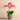 Flowers-Orchid Arrangement in Concrete Pot-Bloomr