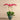 Flowers-Rustic Orchid Arrangement-Bloomr